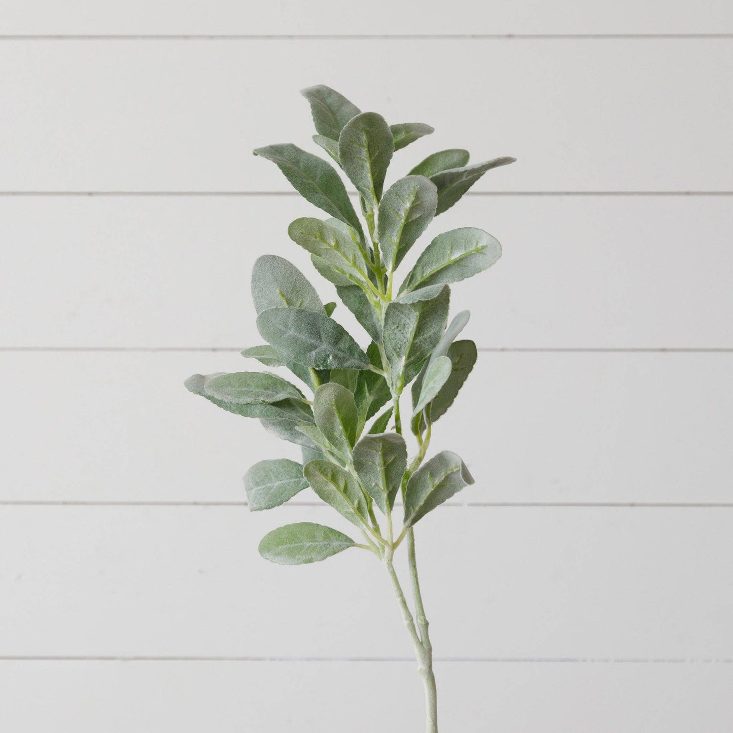 Lambs Ear Pick