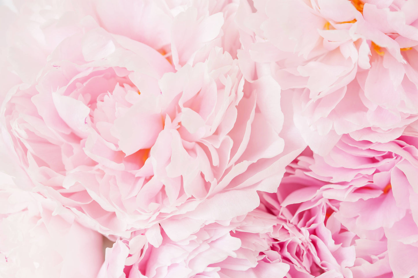 13 oz Mason Jar Candle: Pink Peony