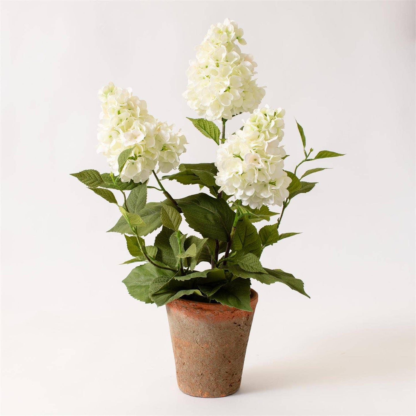 Potted White Hydrangea