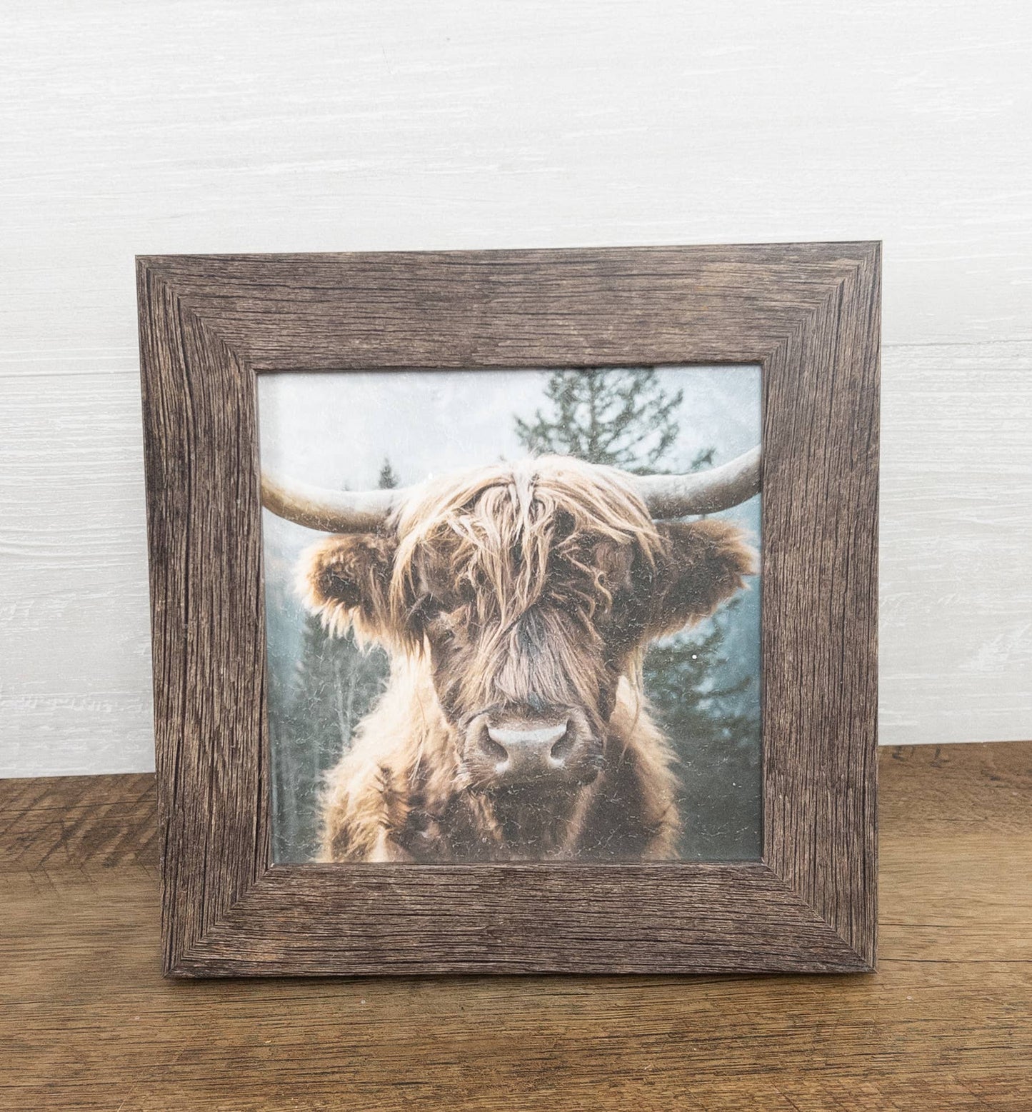 Highland Cow Bovine Cattle  14x14"