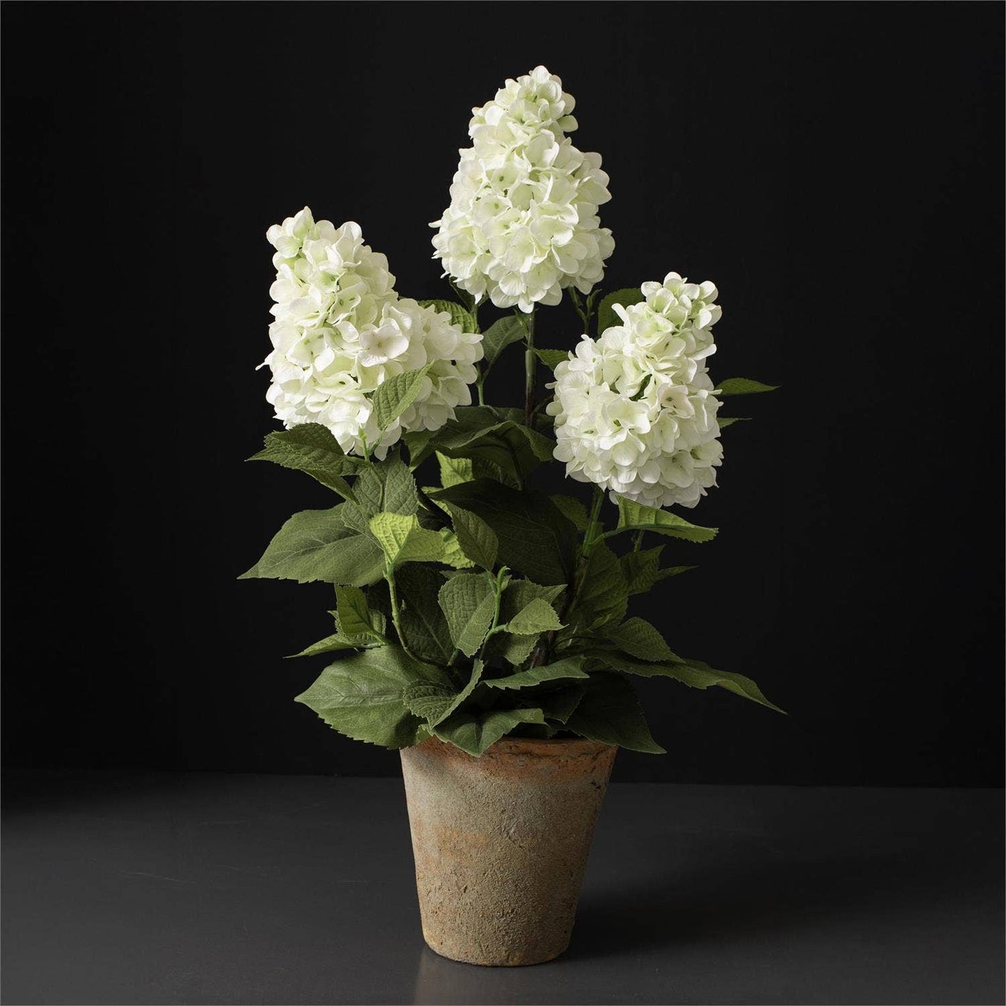 Potted White Hydrangea