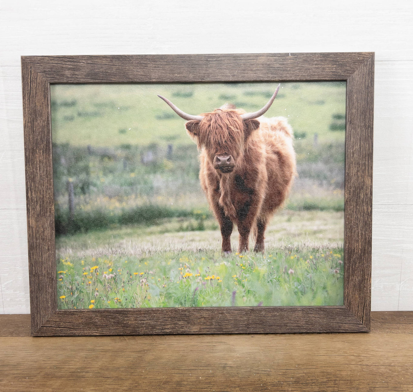 Highland Cow Cattle  20x26"