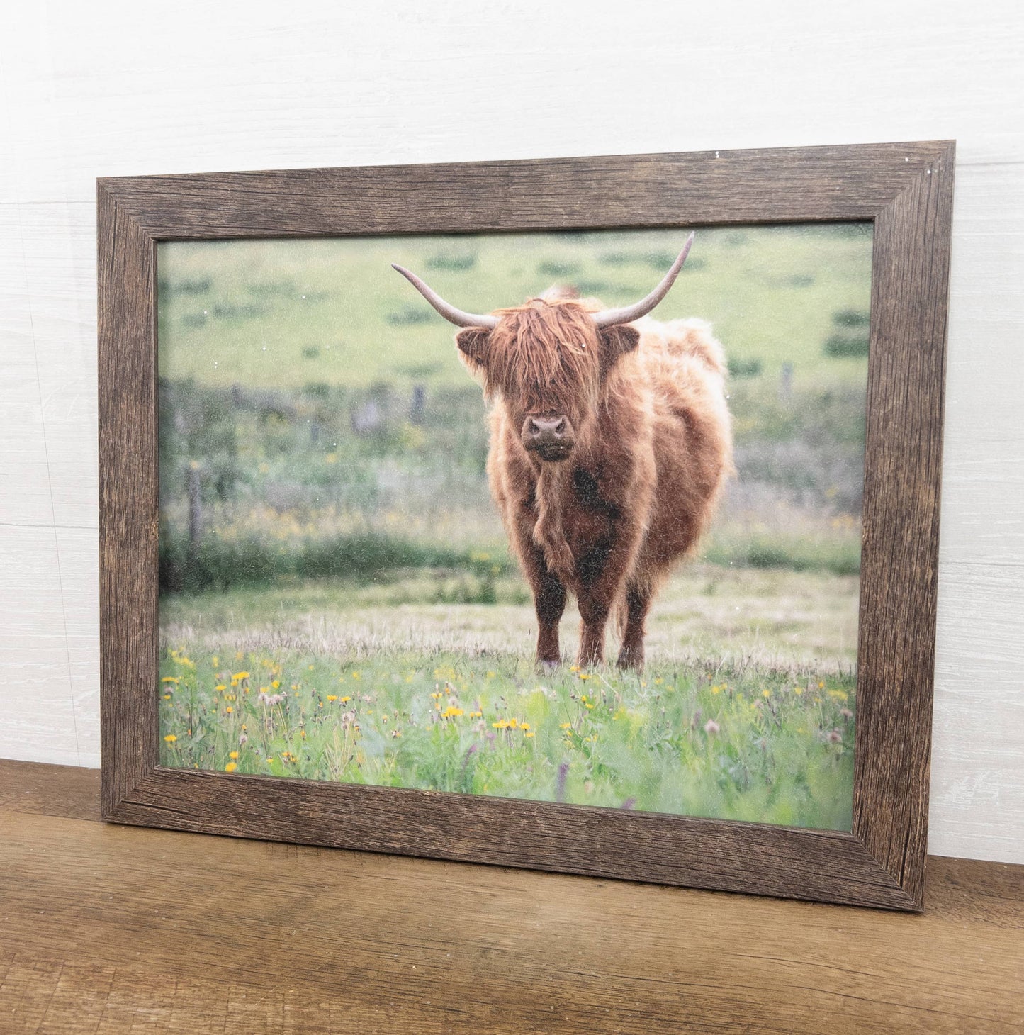 Highland Cow Cattle  20x26"