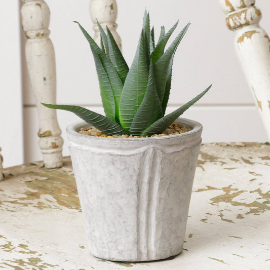 Potted Aloe