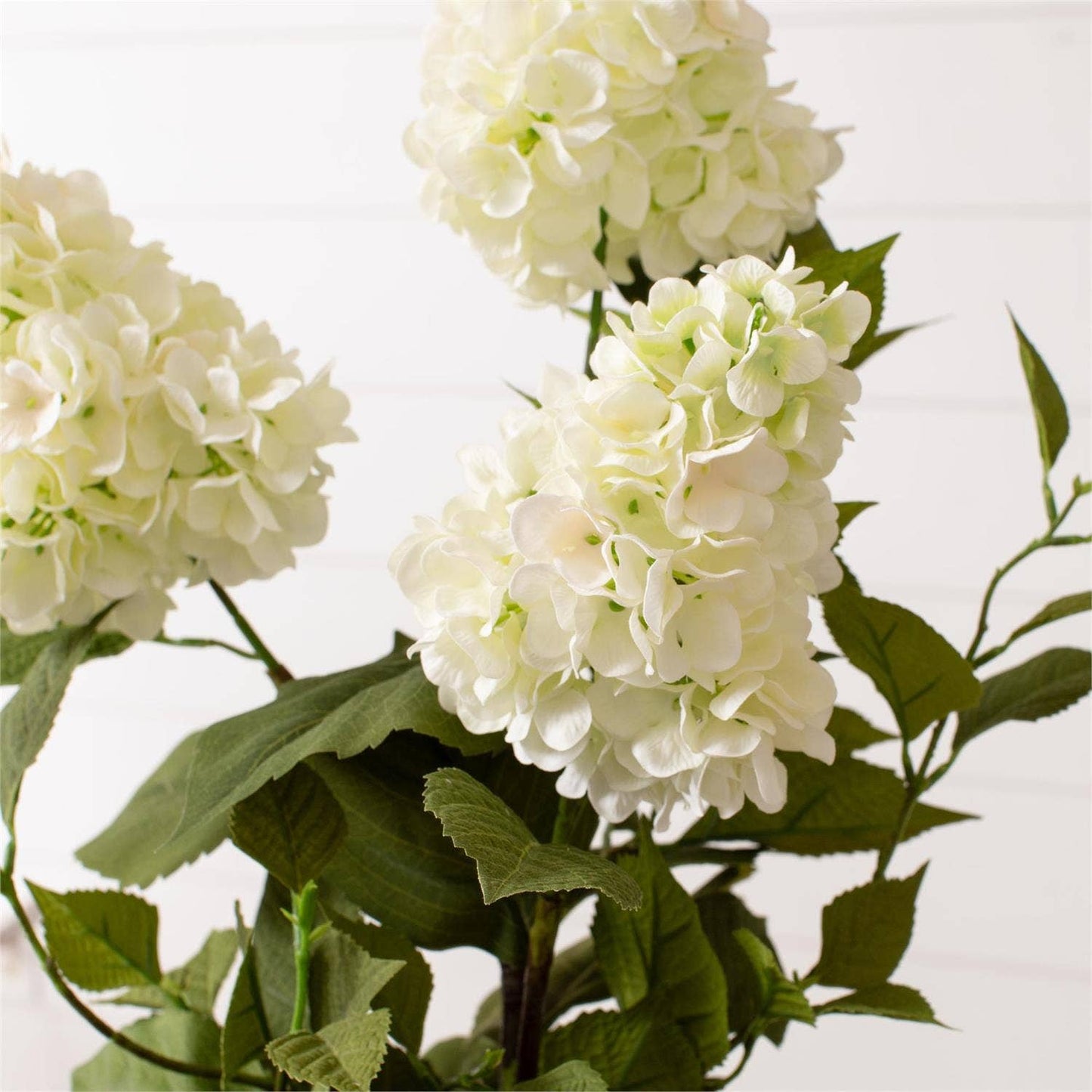 Potted White Hydrangea