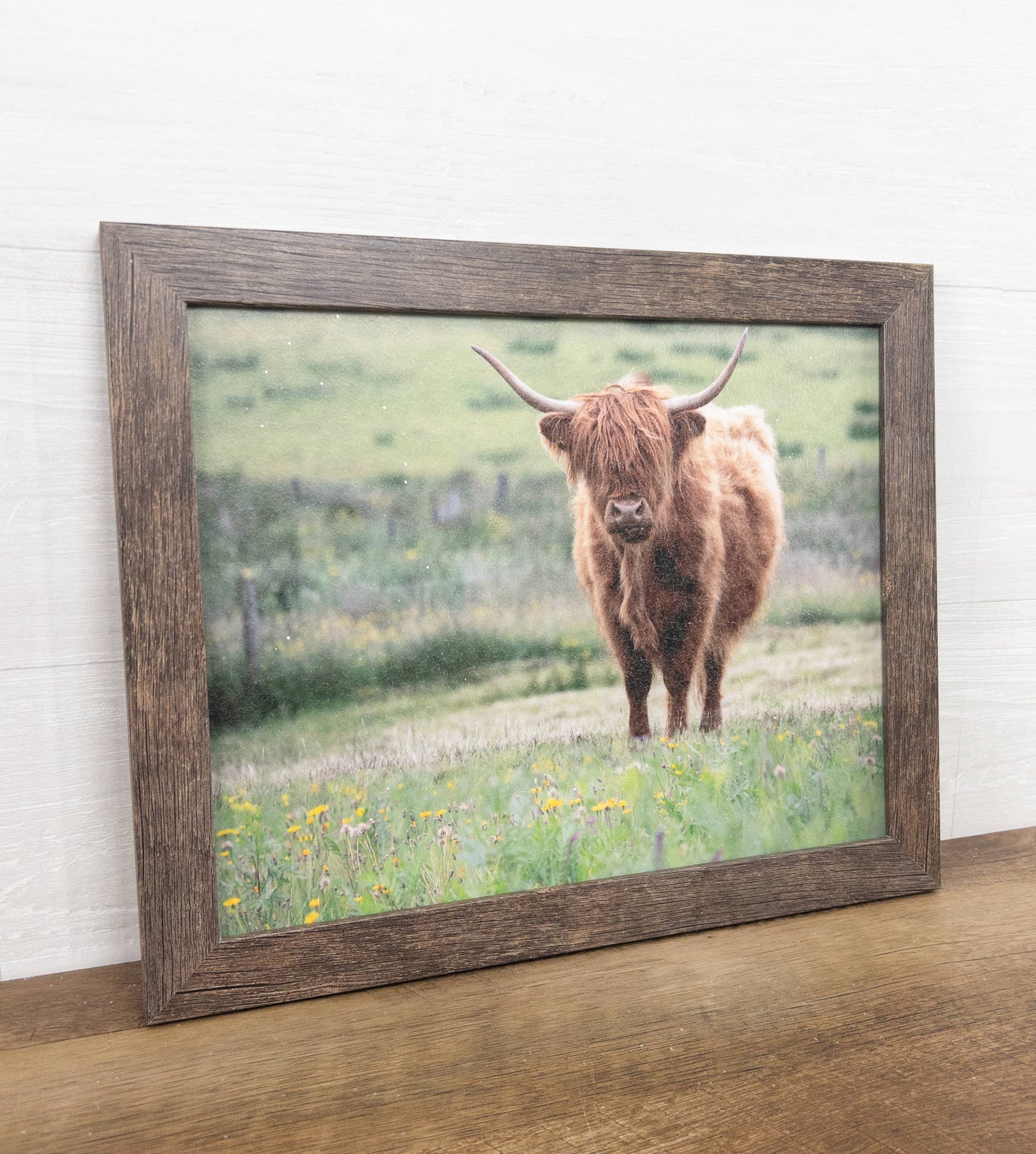 Highland Cow Cattle  20x26"