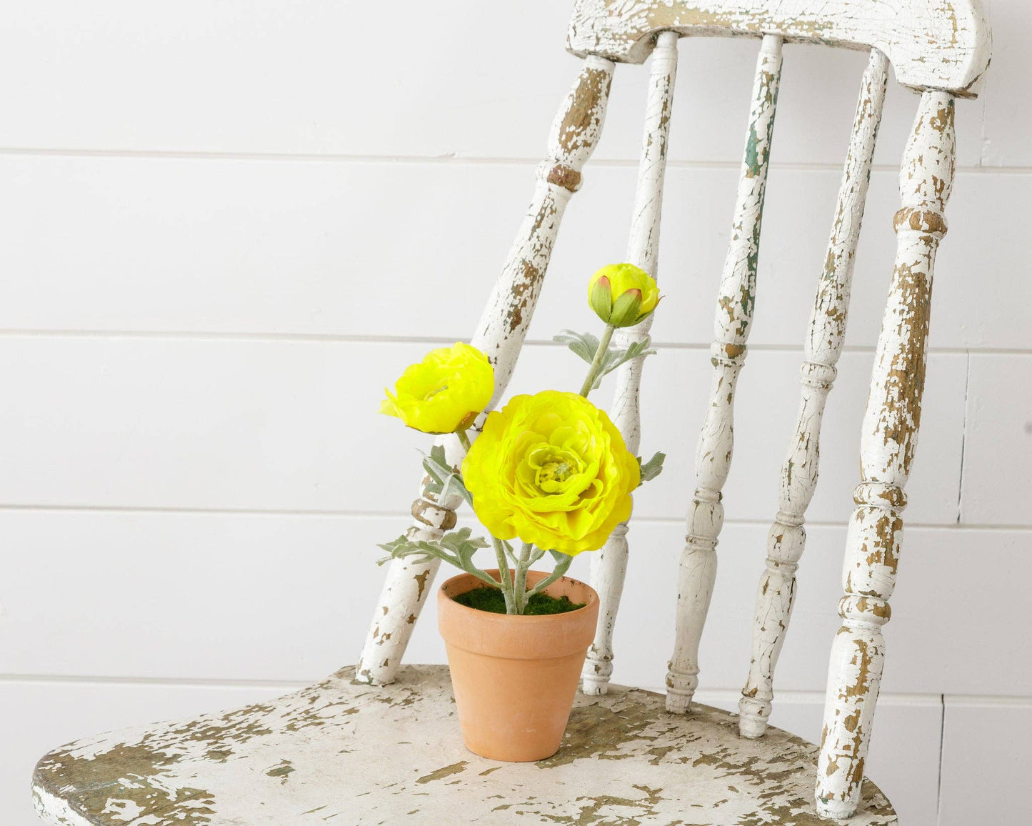 Potted Ranunculus, Yellow