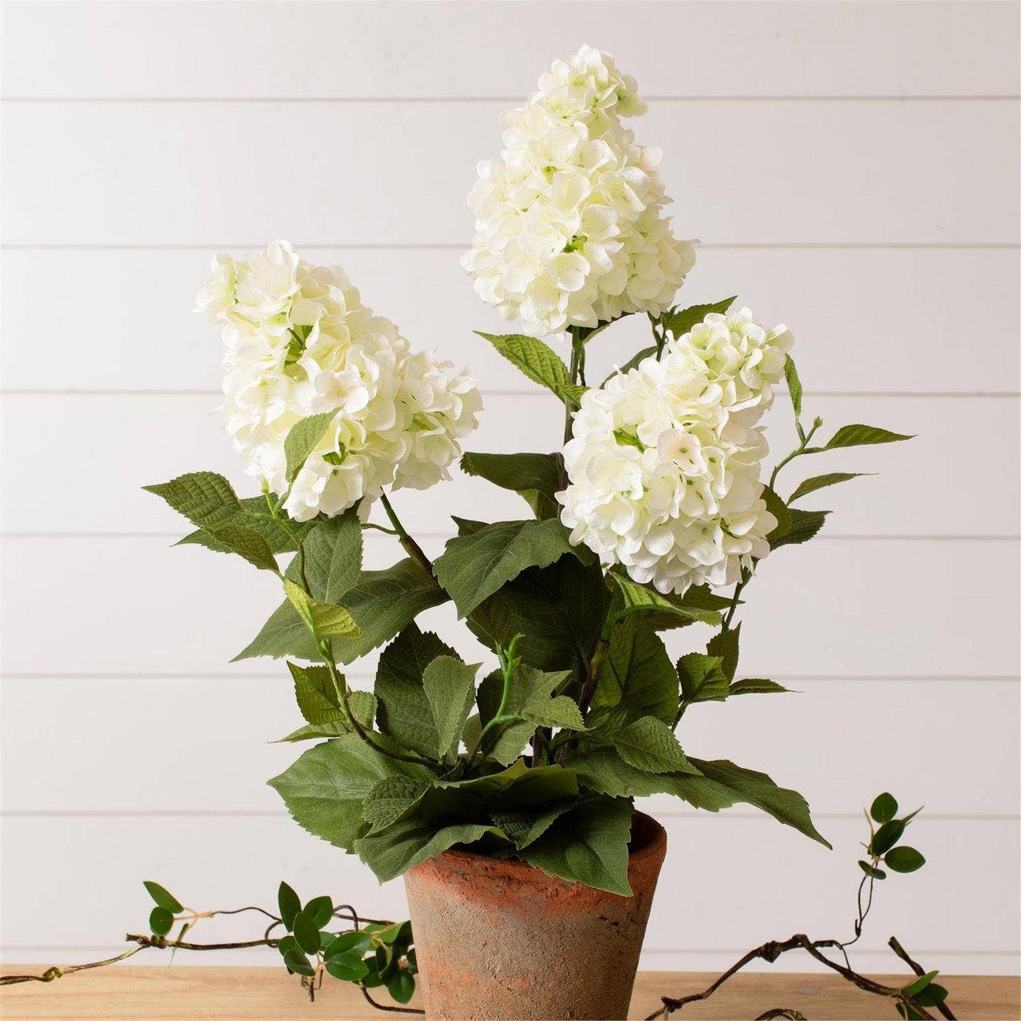 Potted White Hydrangea