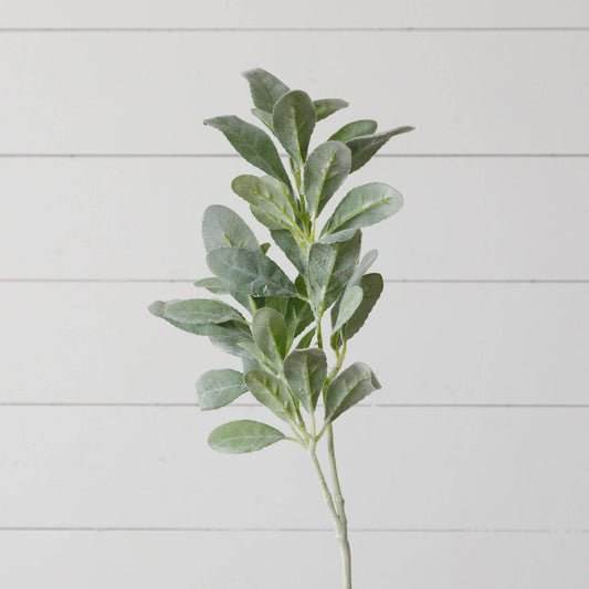 Lambs Ear Pick
