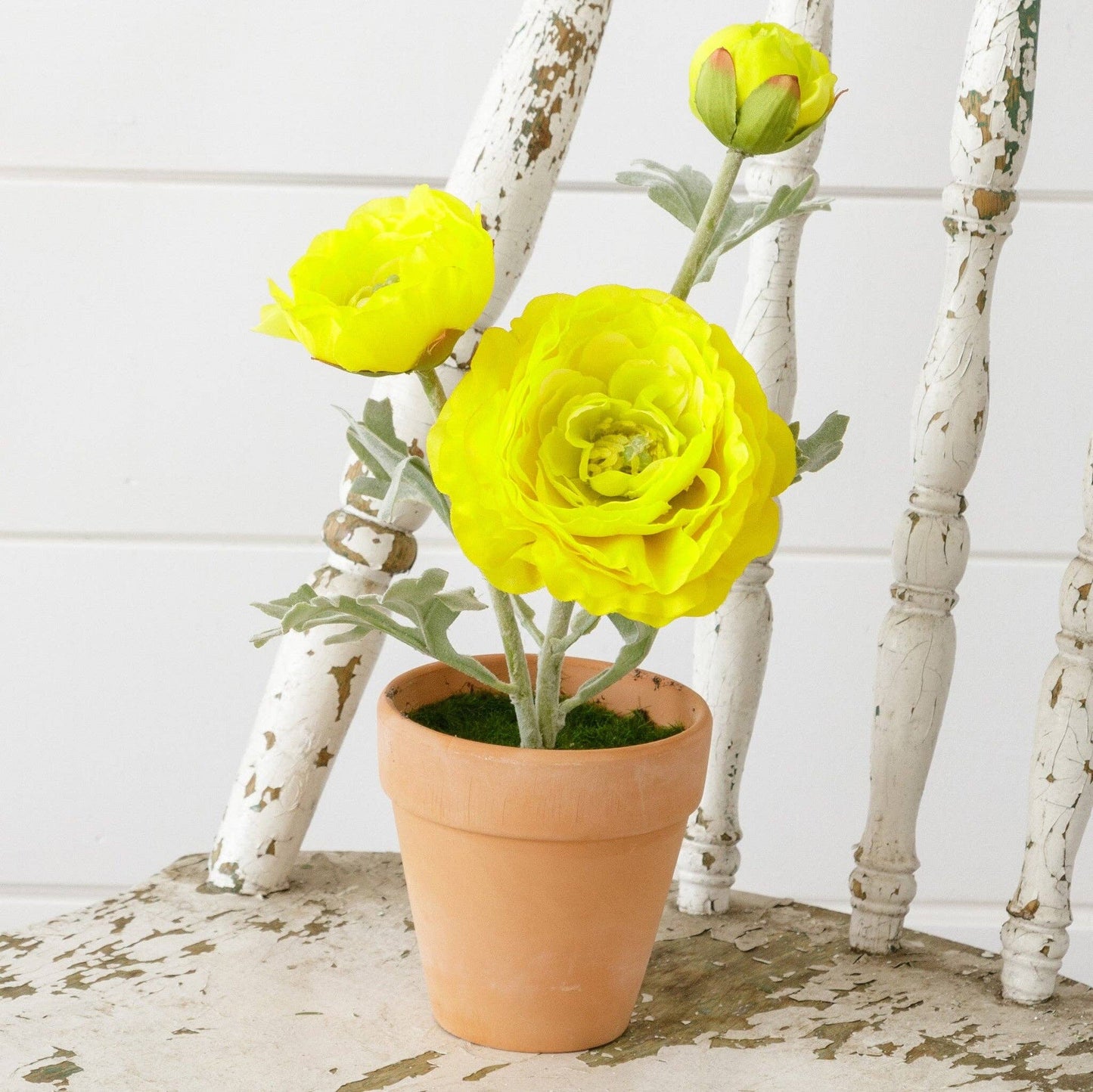Potted Ranunculus, Yellow