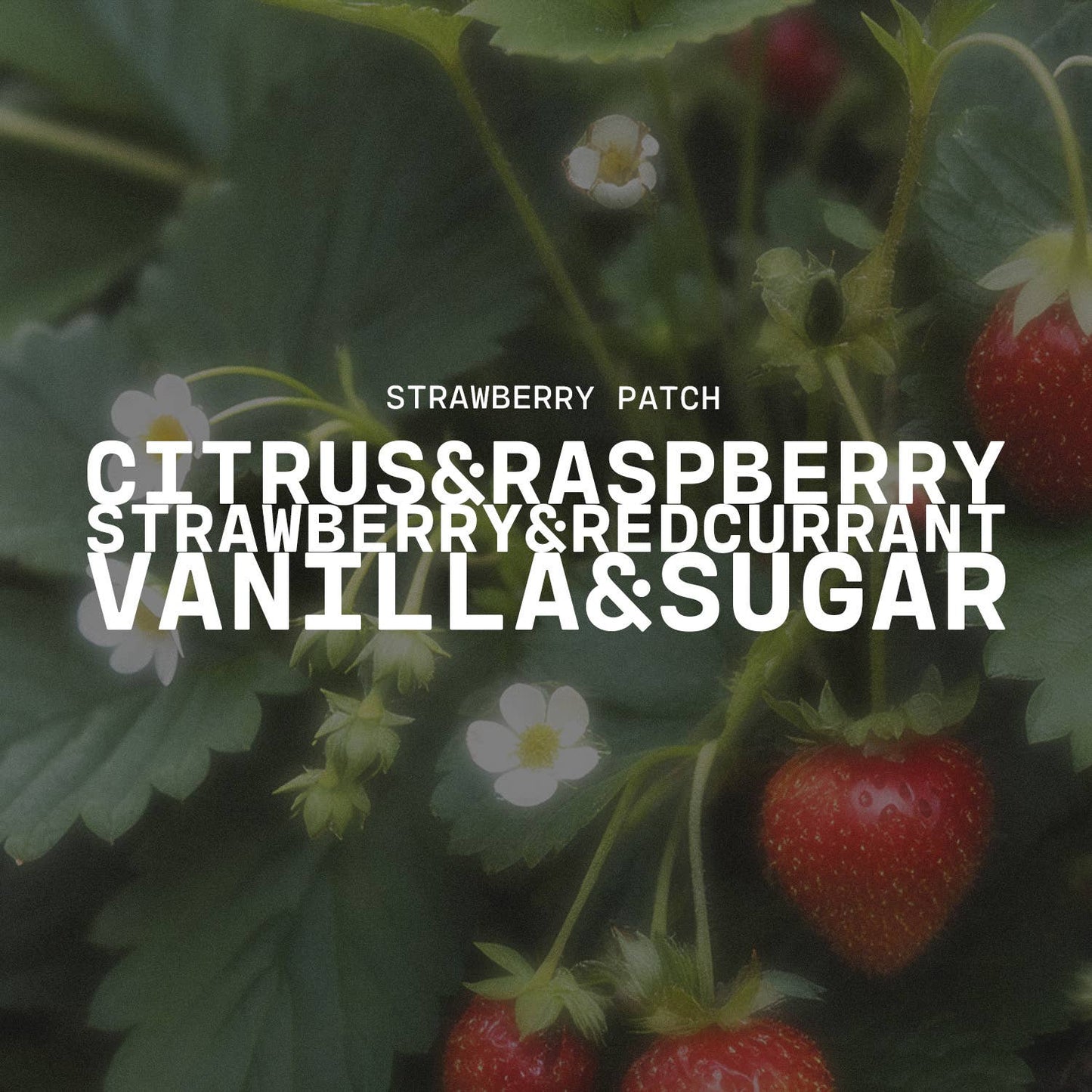 13 oz Mason Jar Candle: Strawberry Patch