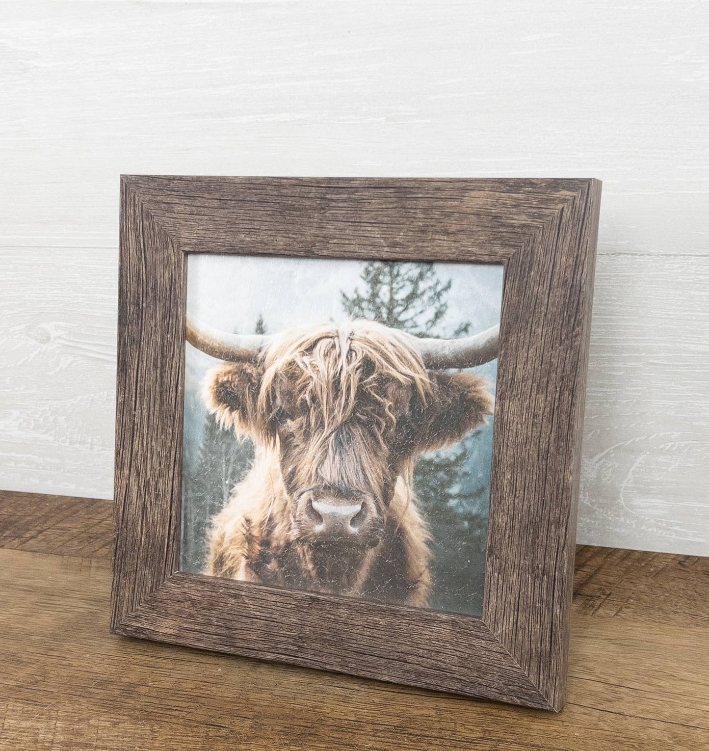 Highland Cow Bovine Cattle  14x14"
